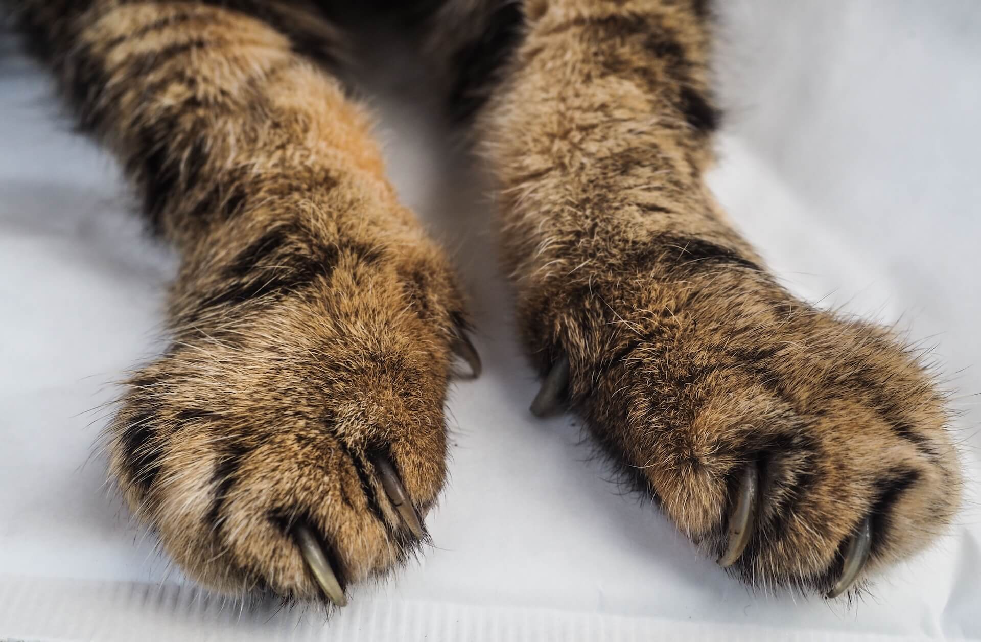 Pet Arthritis in Scottsdale