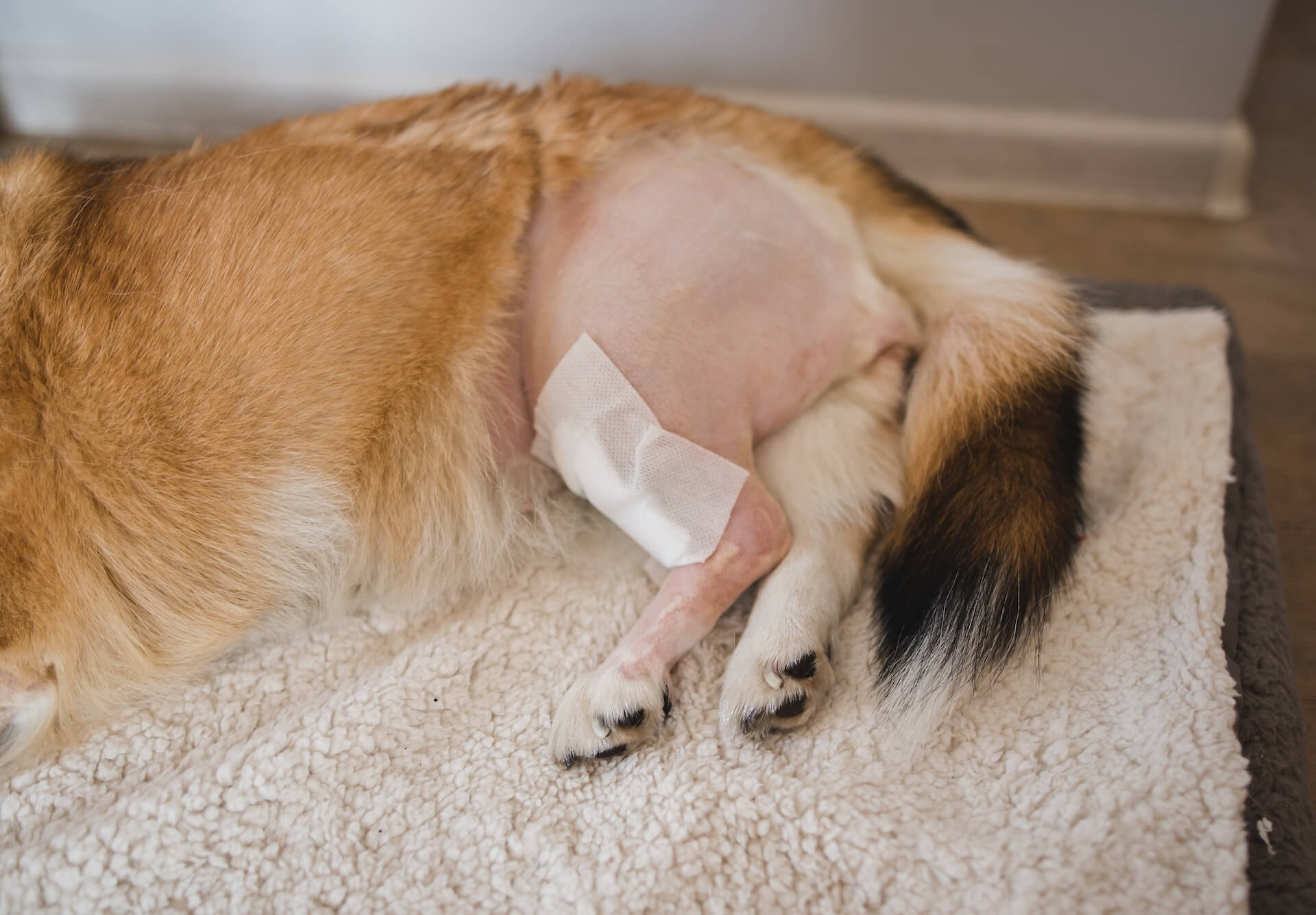 Medical Management Of Cruciate Disease In Your Pet