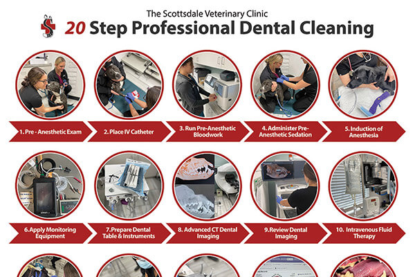 How To: Pet Dental Cleaning Step-By-Step