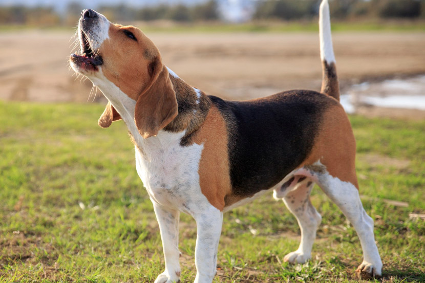 Why Does My Dog Bark So Much?