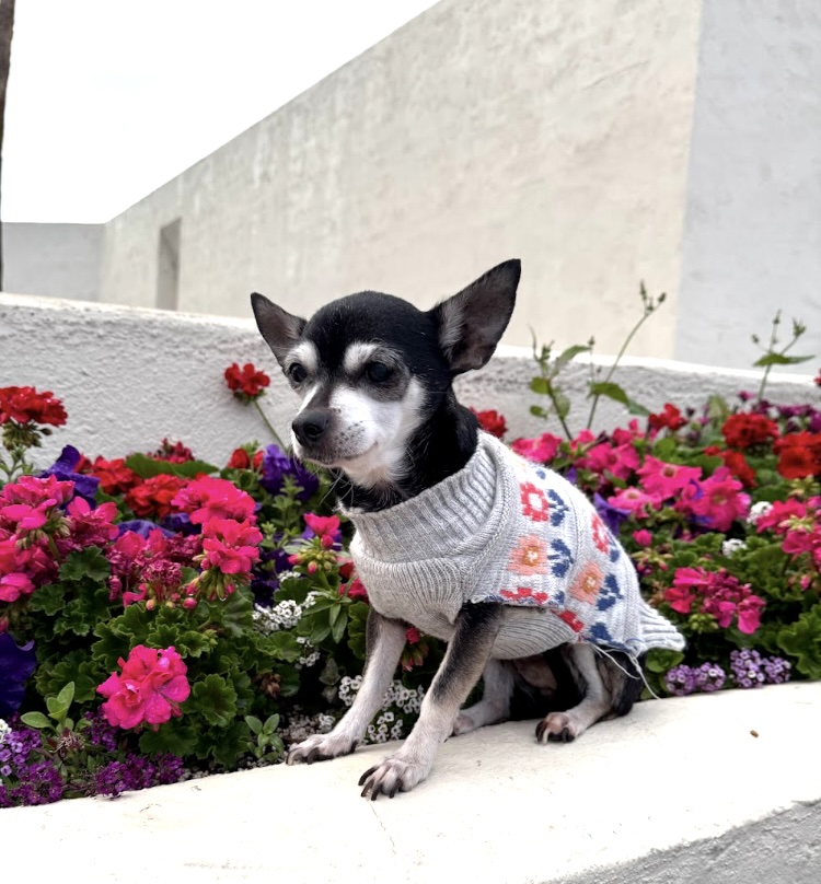 Remembering Jellybean