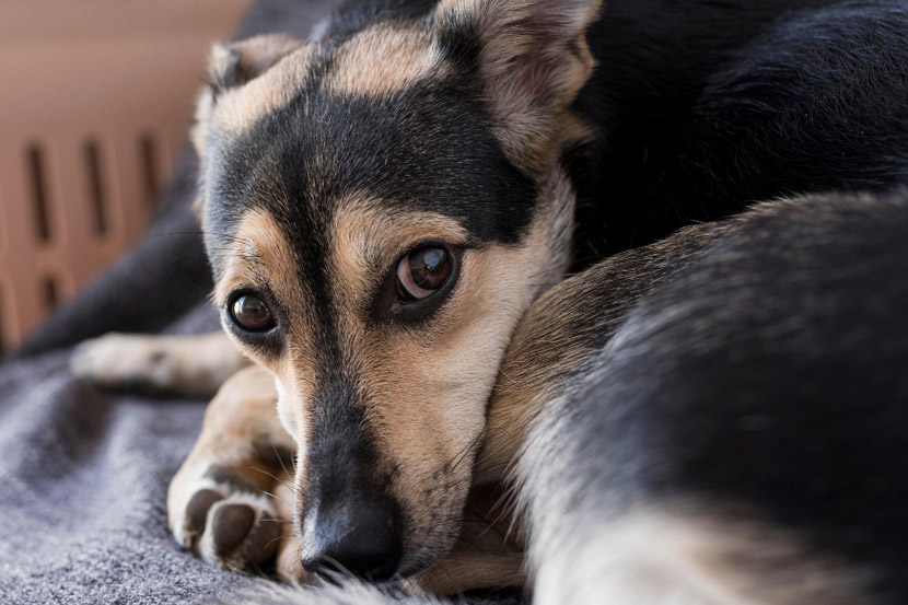 My Pet Seems Lethargic, What Could Be Wrong?