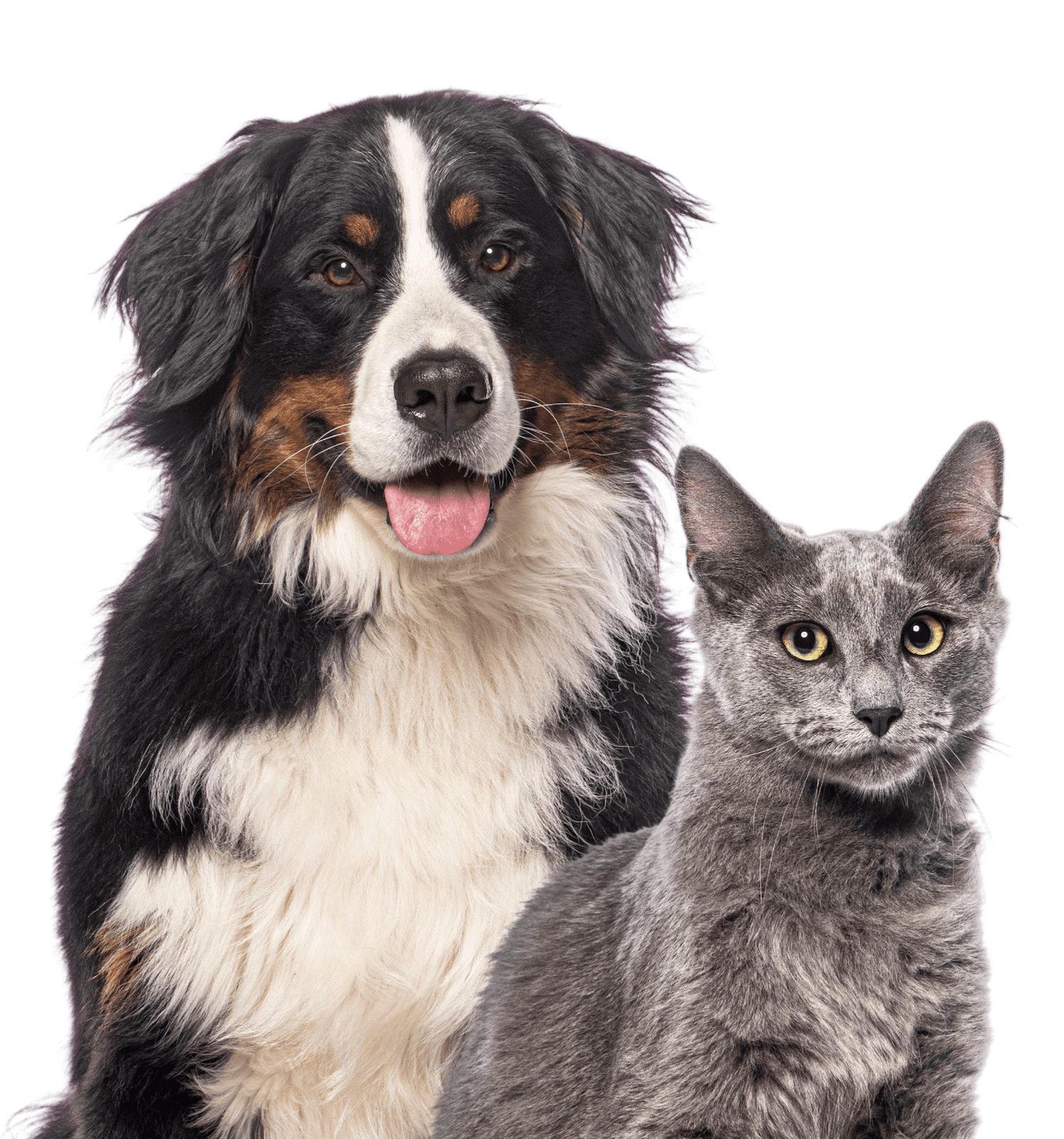 Veterinarians Near Me