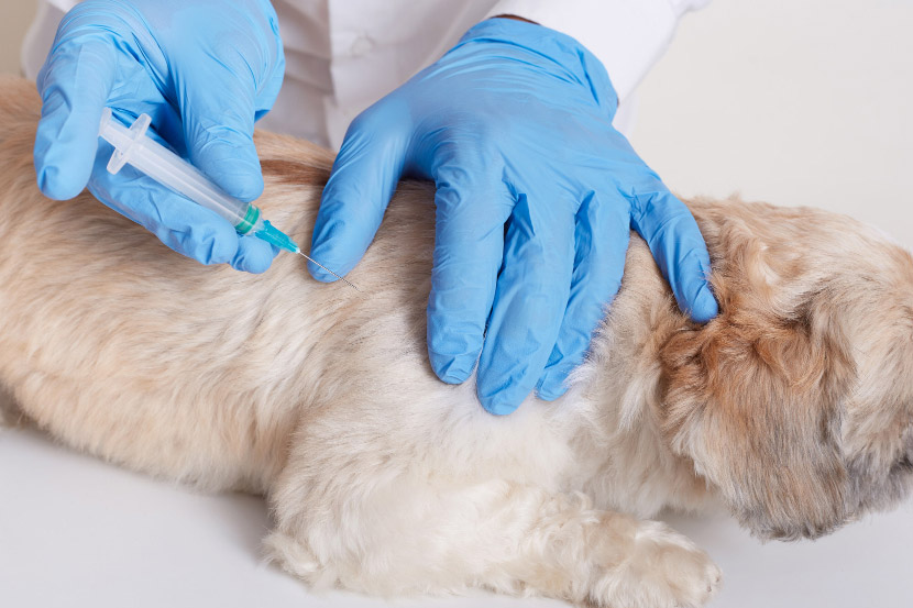 Dog Vaccination Guide