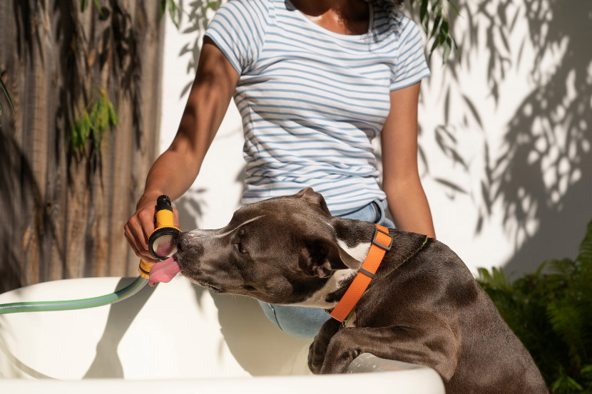 My Pet Is Suddenly Drinking A Lot More Water – Should I Be Worried?