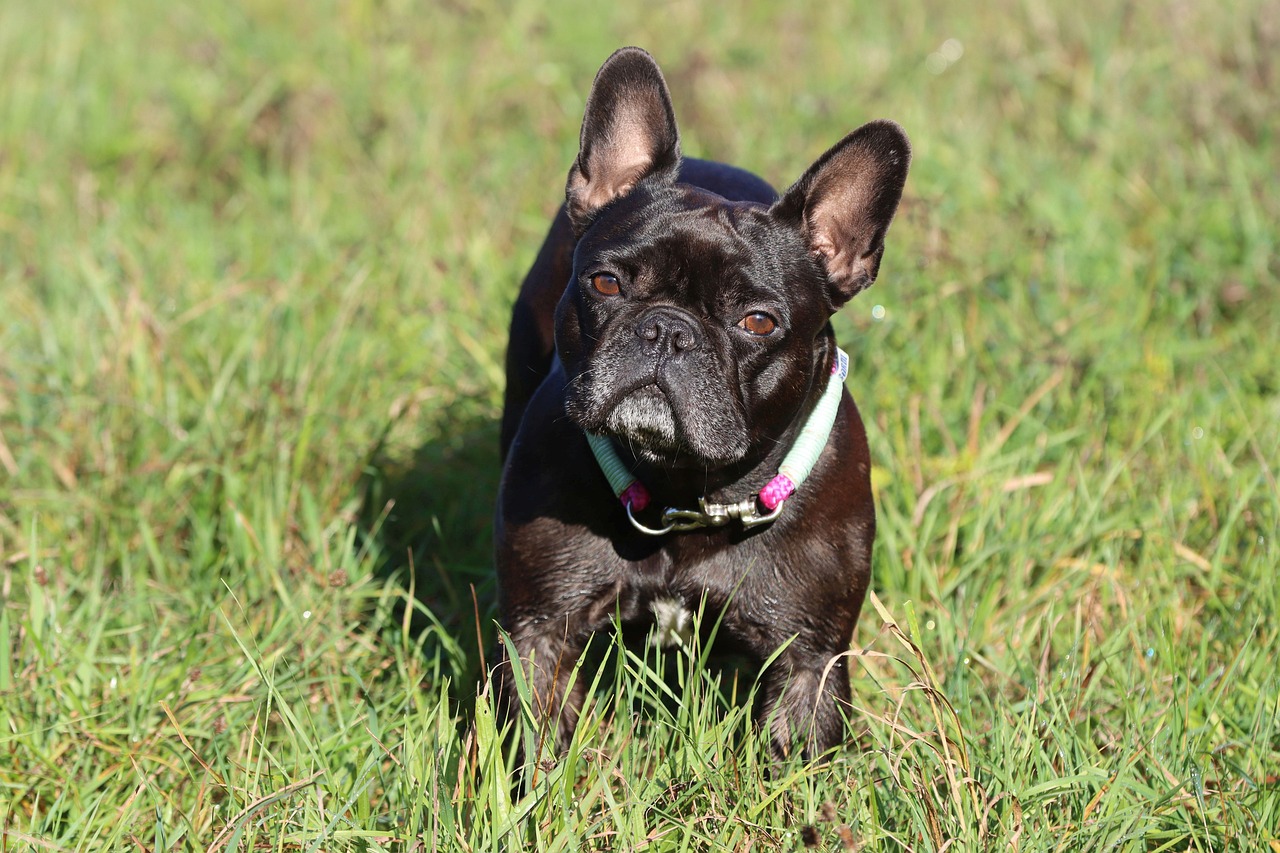 Feeding a Dog with Diarrhea: A Veterinarian’s Advice