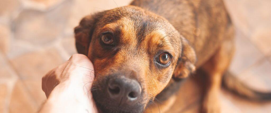 Why is my dog having diarrhea? 