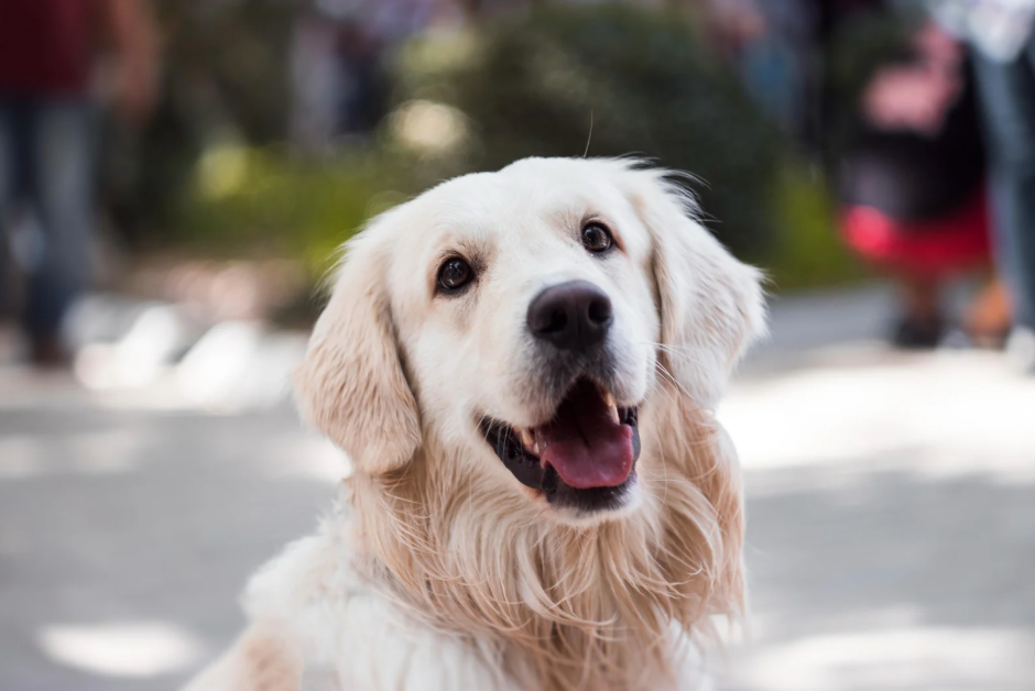 Happy Dog 