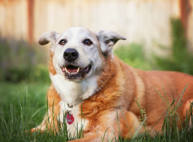 Senior Dog 