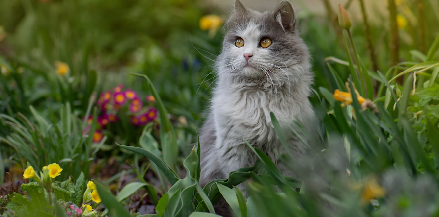 Cat outside 
