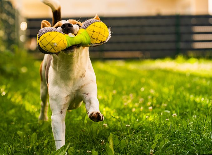 Preventing Foreign Body Ingestion in Pets