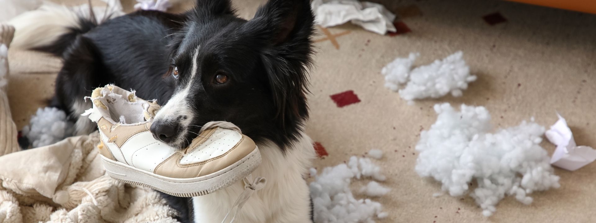 Border Collie Black and White Dog Chewing up a white sneaker