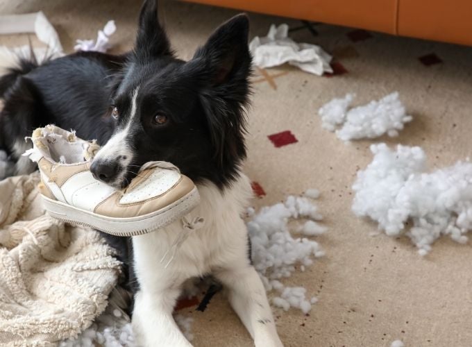 What to Do If Your Pet Swallows Something They Shouldn't