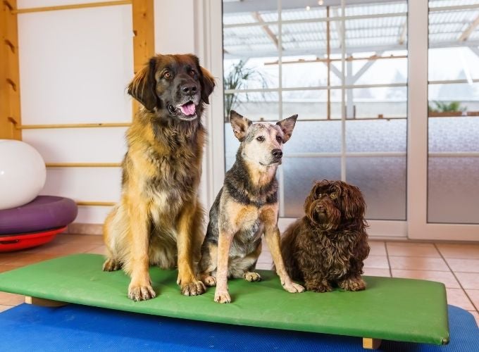 Boarding Your Dog? How to Keep Them Safe From Kennel Cough