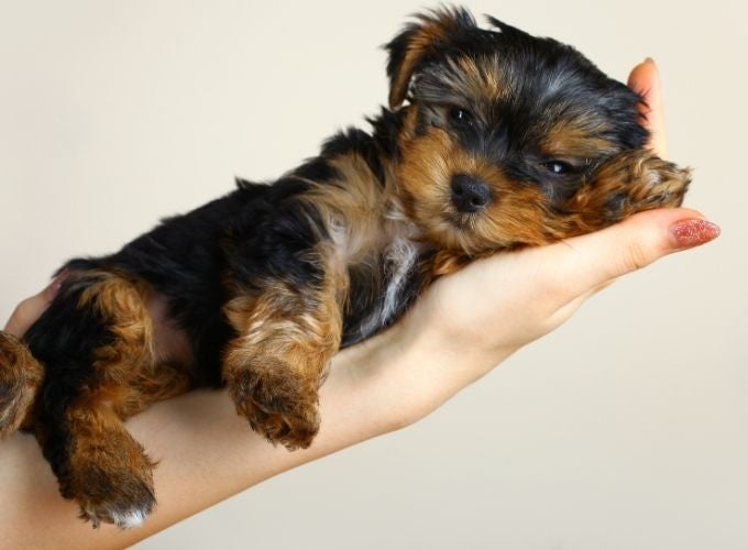Puppy Vaccination Schedule in Scottsdale, AZ: What Your Puppy Needs and When