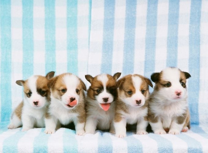 Spotting Parvo Early: What Every Pet Owner Should Know
