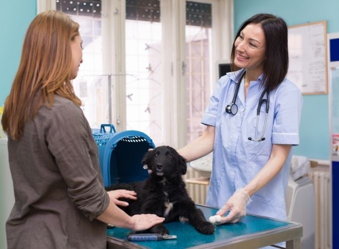Emergency Vet vs. Regular Vet Clinic: What’s the Difference?