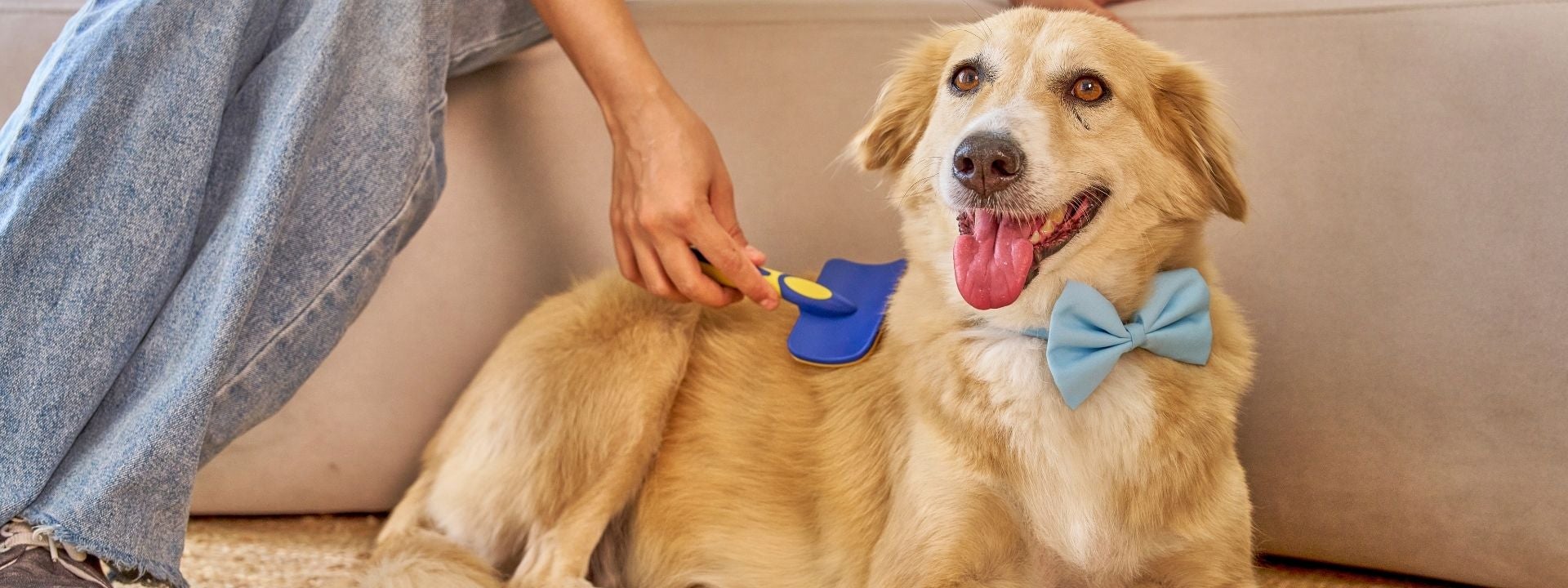 Dog brushing