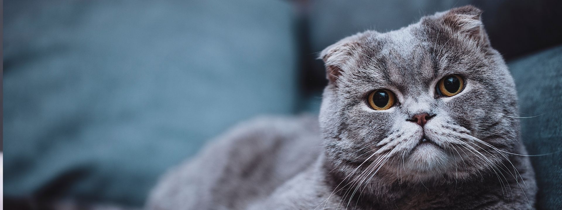 TSVC cat 
