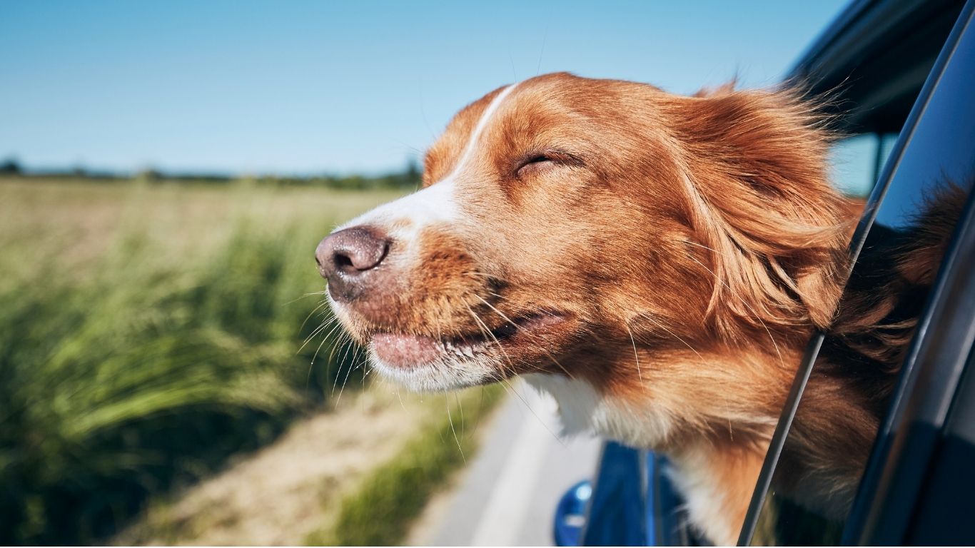 Dog in car 