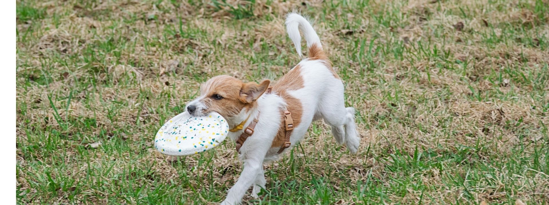 When Arizona's Heat Turns Dangerous: How to Protect Your Pet from Heatstroke
