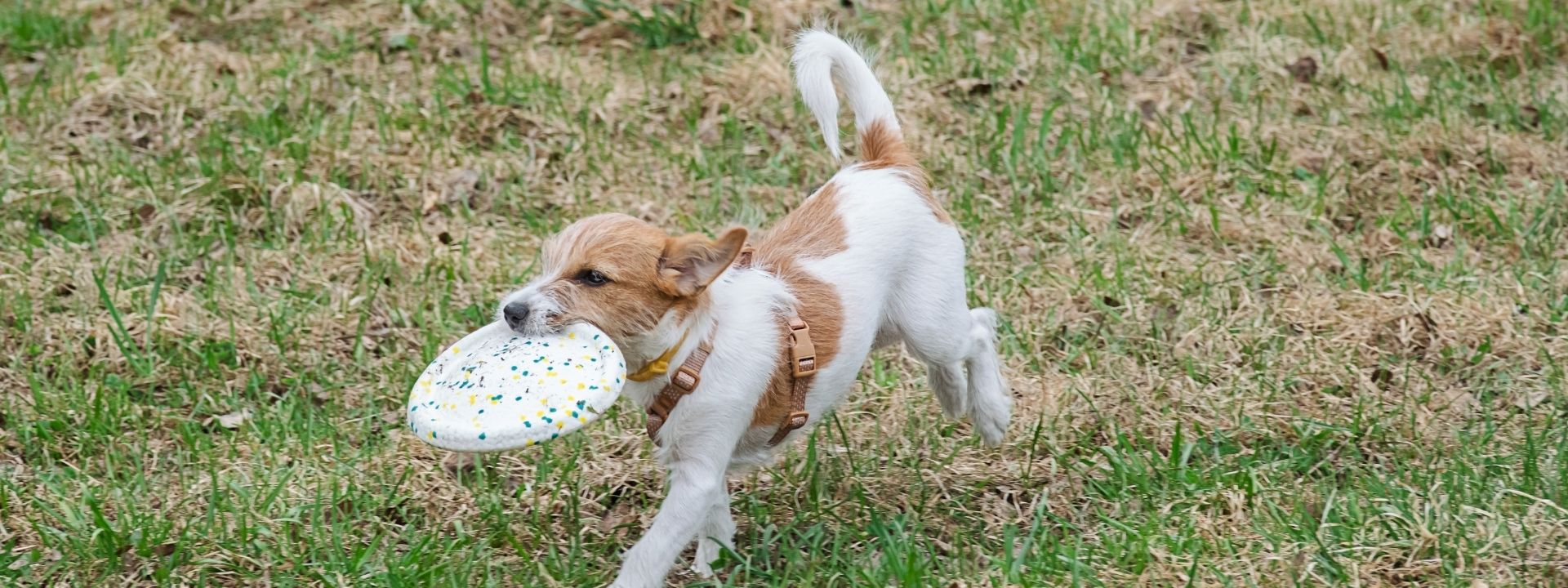 frisbee