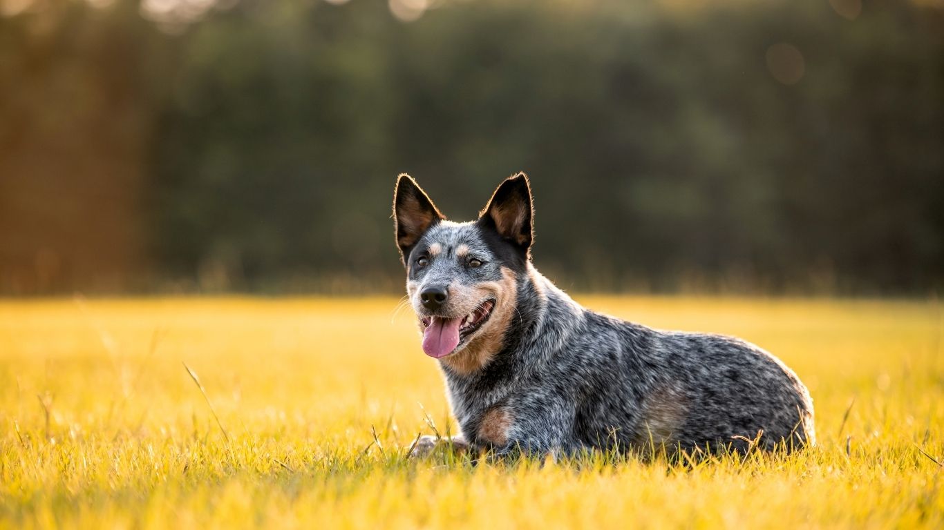 Dog outside 