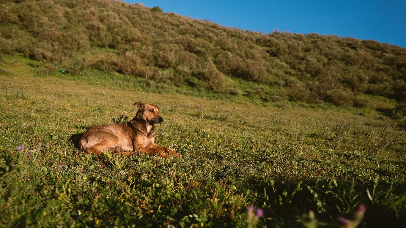 Dog outside 