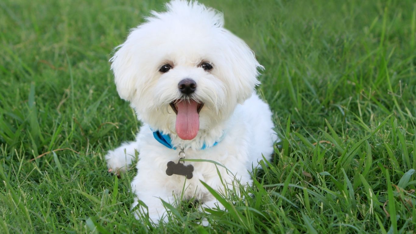 bichon