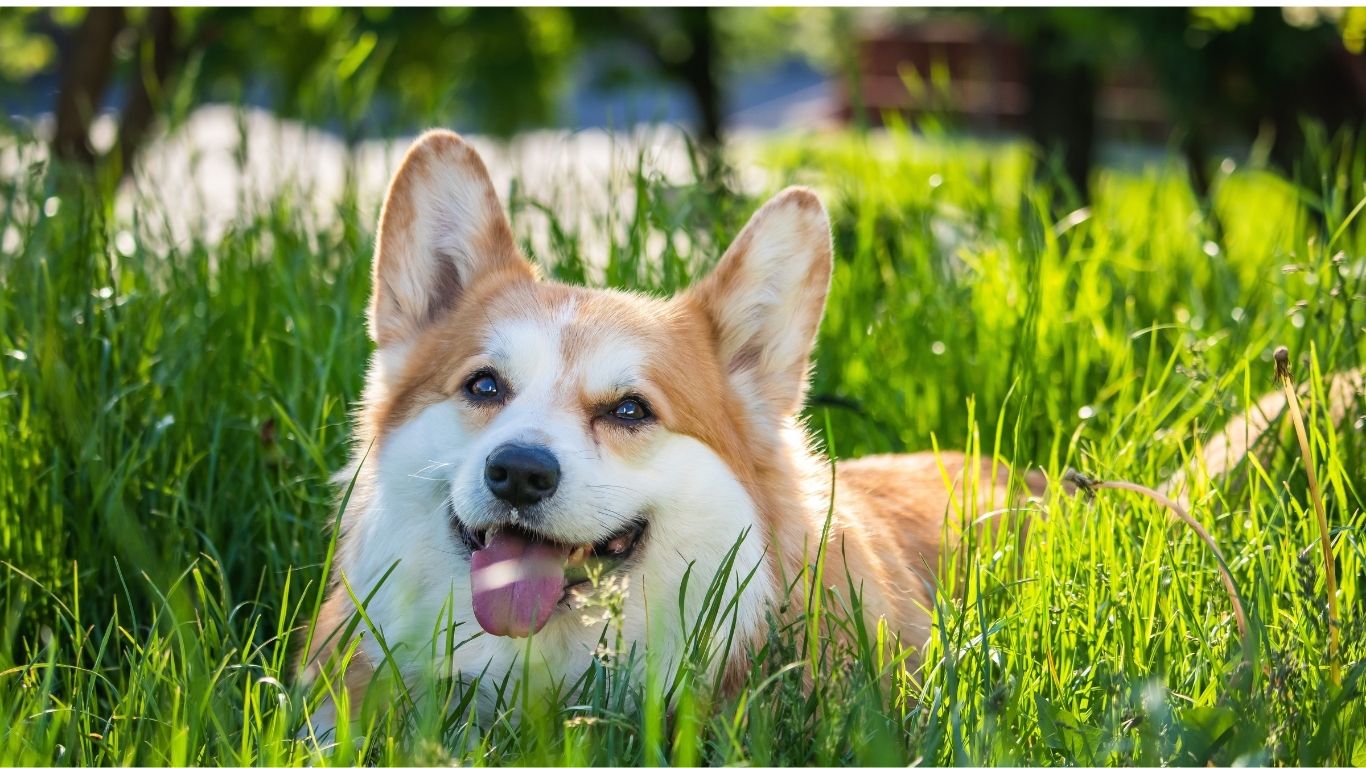 Dog outside 