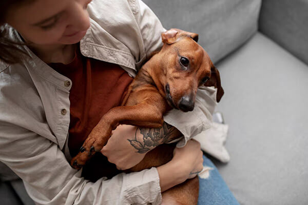Addison’s Disease (Canine Hypoadrenocorticism)