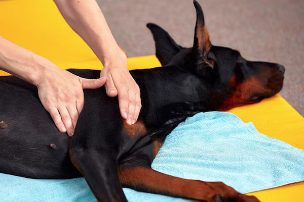 Back Injury Or IVDD Recommendations For Your Pet