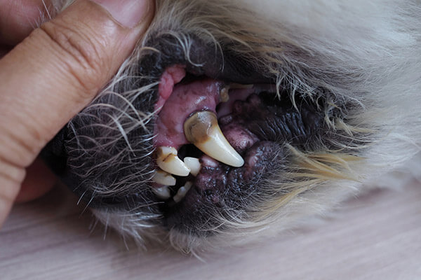 How Do I Know If My Pet Has Dental Disease?
