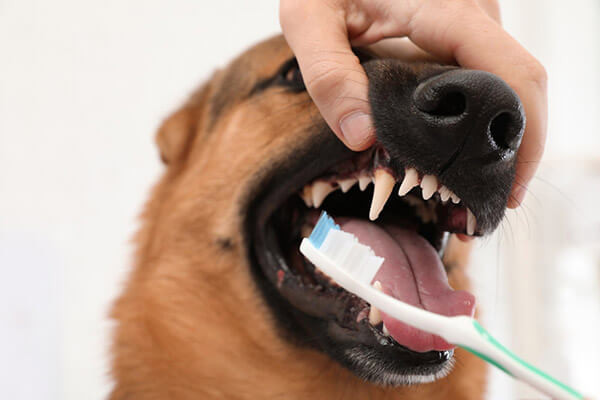 Dental Recommendations in Scottsdale