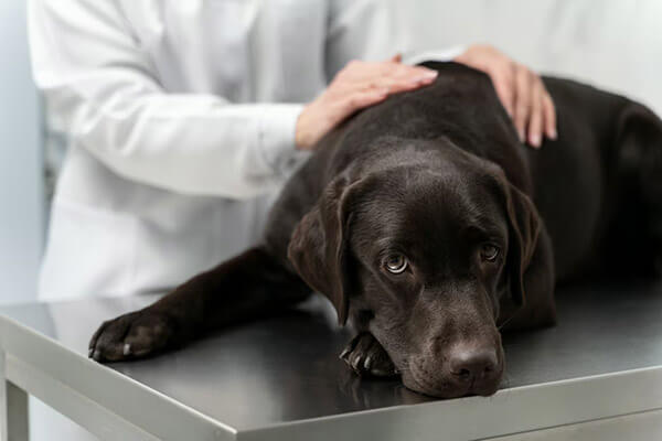 Intervertebral Disk Disease (Herniations Of The Disk)
