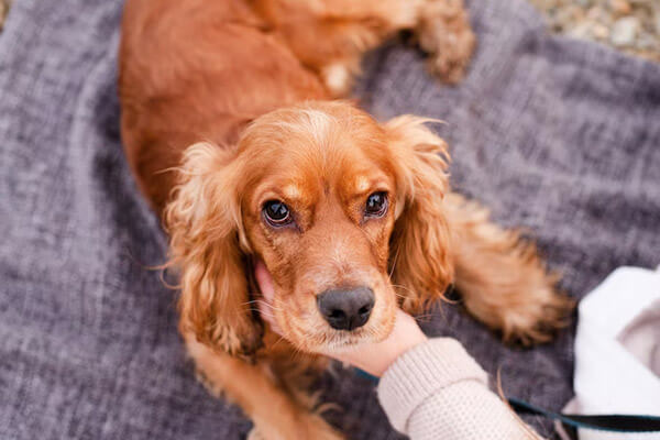 Dog Kidney Disease in Scottsdale