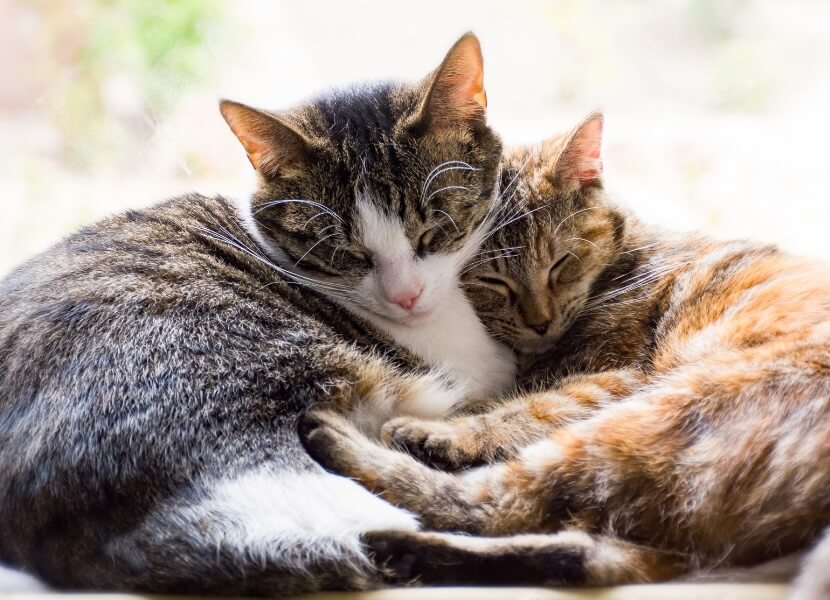 Flea and Tick Prevention in Scottsdale
