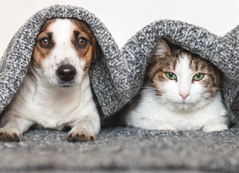 Monsoon Care For Pets: Essential Tips For Pet Owners