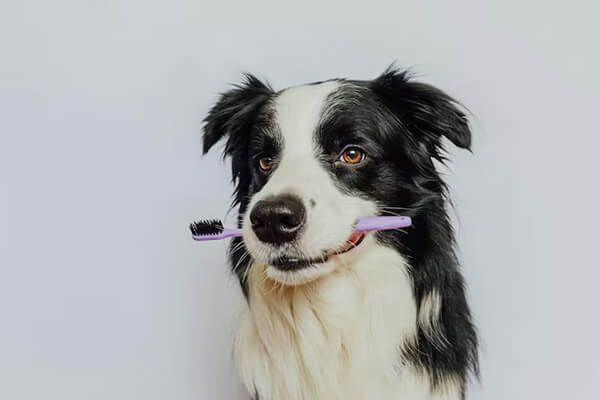 Pet Dental Periodontal in Scottsdale