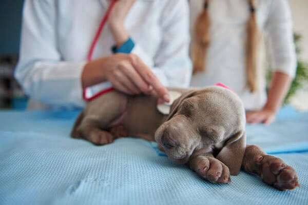 Pet Emergency in Scottsdale