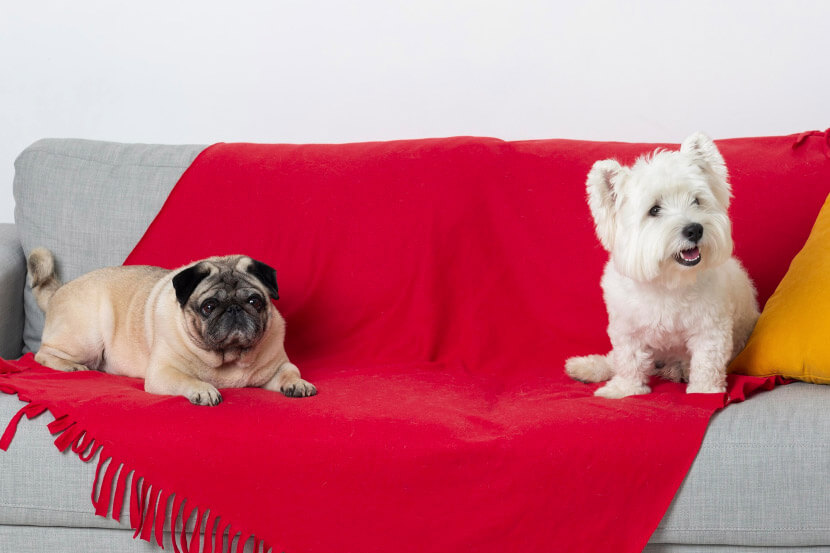 How Do I Stop My Pet From Chewing On Furniture Or Shoes?
