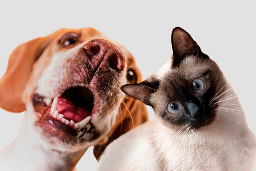 Do I Need Pet Insurance?