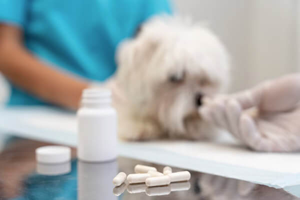 Pet Medicine in Scottsdale