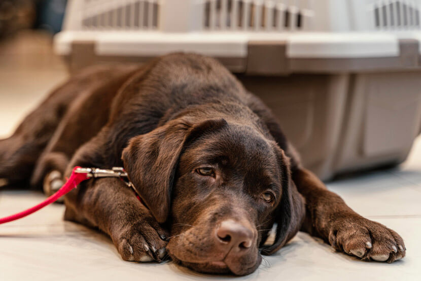 Does My Dog Have Pain From Arthritis?
