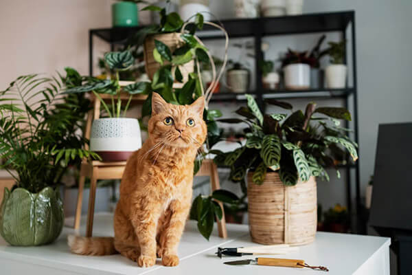 Harmful House Plants For Your Pets