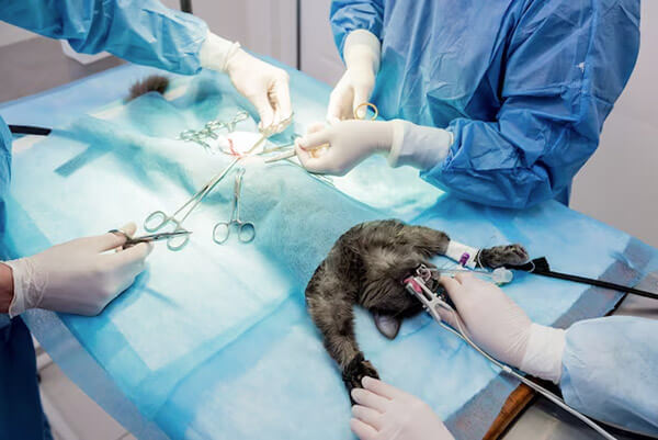 Pet Urinary Obstruction in Scottsdale