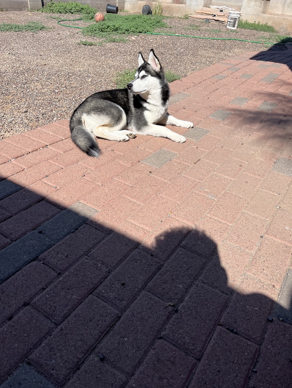 Nova