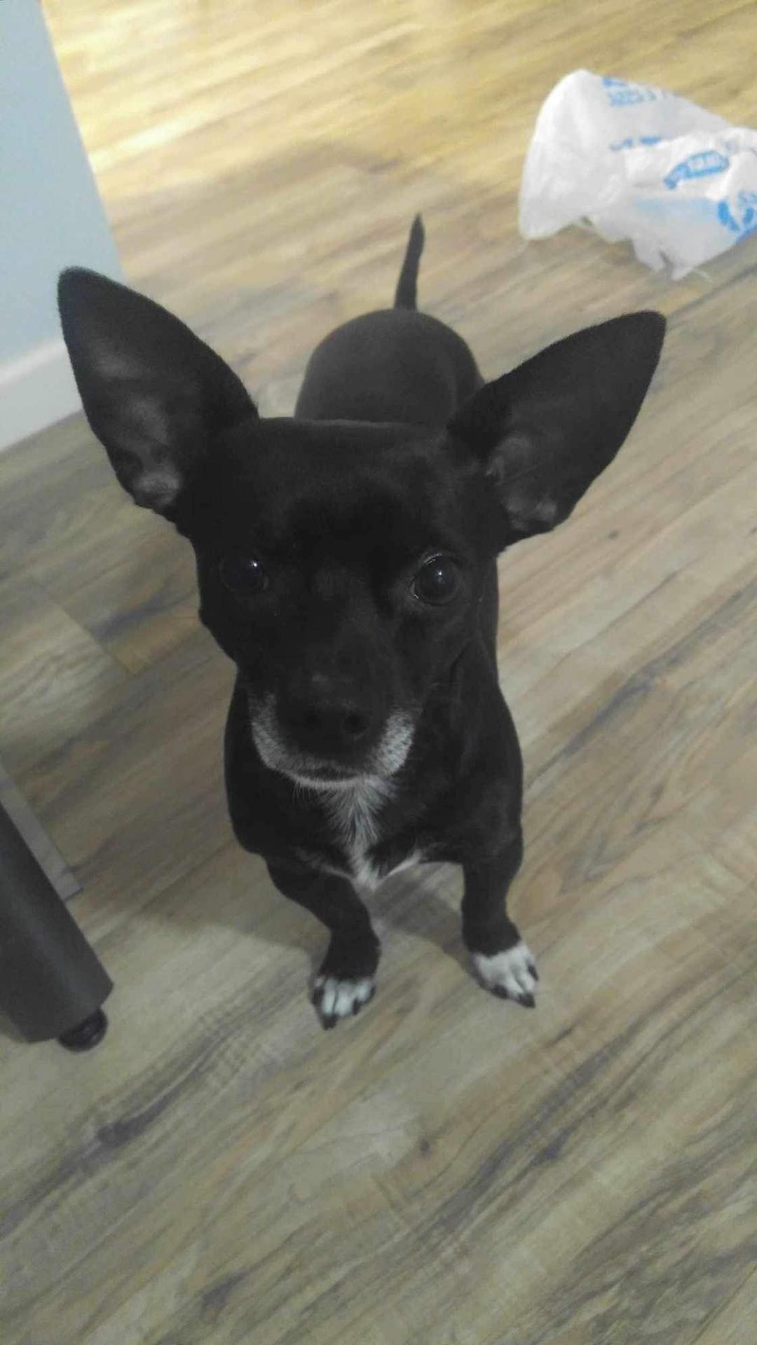 Blackie