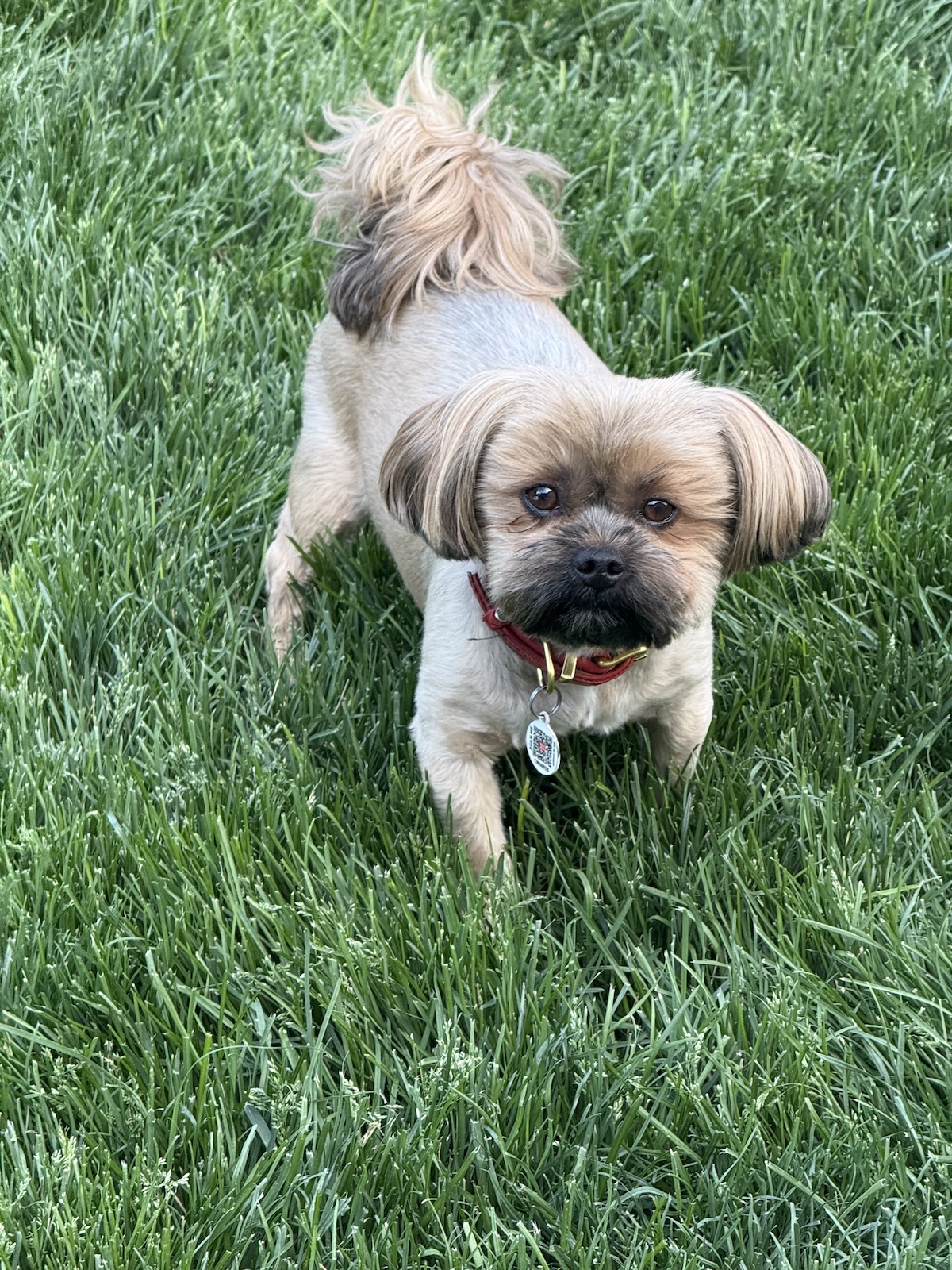 Biscuit 