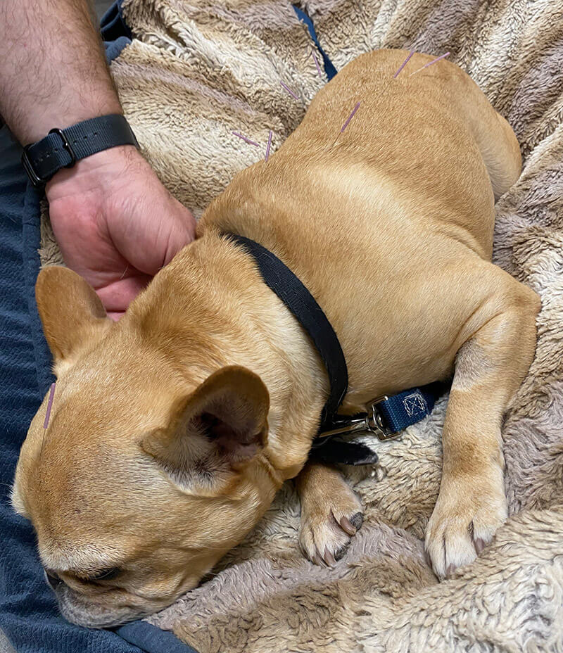 Pet Acupuncture in Scottsdale
